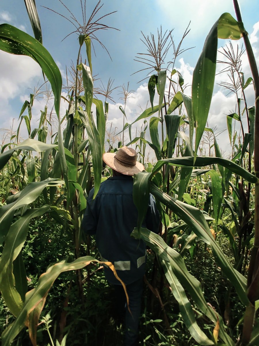 Agriculture in Rwanda
